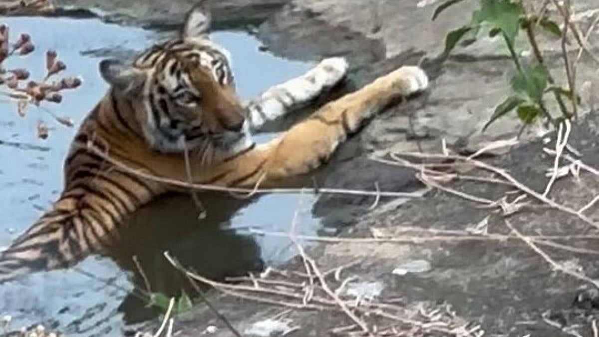 Tamil Nadu: Lone Tigress Spotted Relaxing In Mudumalai Tiger Reserve's Stream; Video Viral